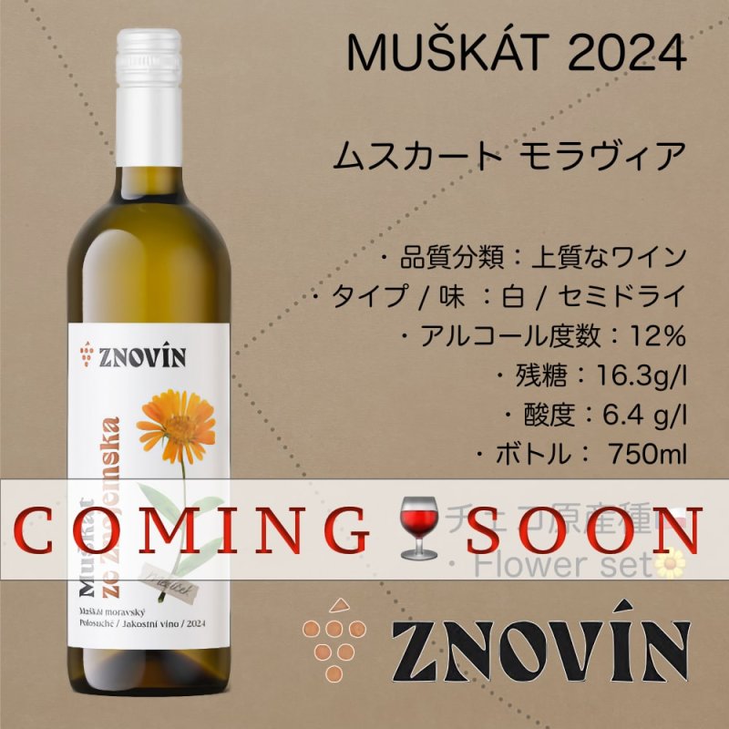 画像1: ムスカート モラヴィア 2024  /  Muscat Moravia 2024 (1)