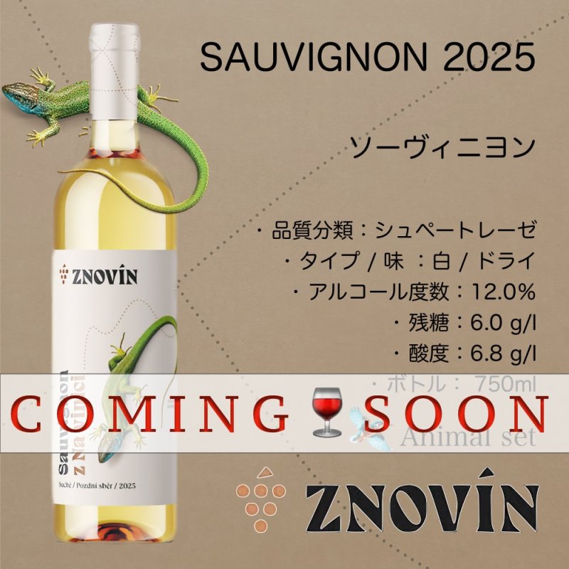 画像1: ソーヴィニヨン 2025  /  SAUVIGNON  2025  (1)