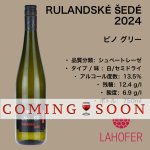 画像1: ピノ グリー 2024  /  RULANDSKÉ ŠEDÉ 2024 (1)
