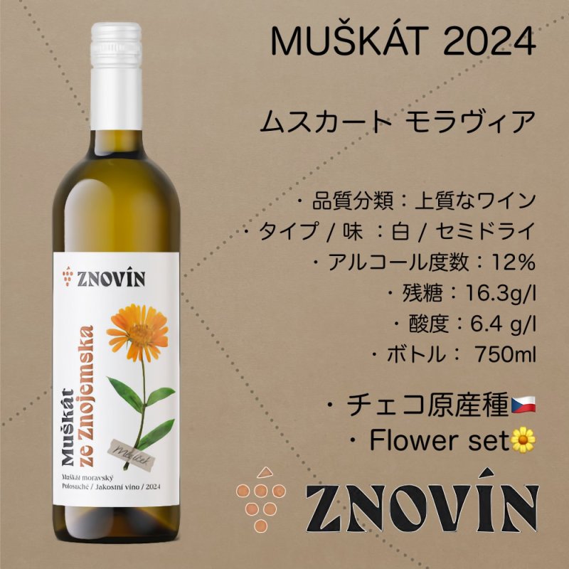 画像1: ムスカート モラヴィア 2024  /  Muscat Moravia 2024   🇨🇿 (1)