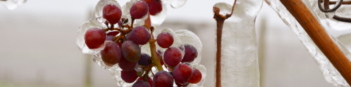 モラヴィアのブドウ畑の冬 1